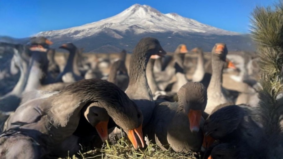 Erciyes geese with mountain backdrop