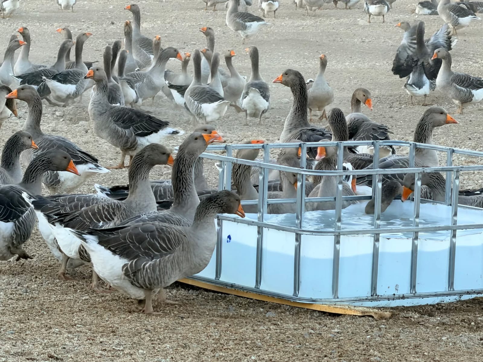 Geese at artificial water pools